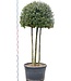 Steeneik, ronde kruin op meerstam | Quercus ilex
