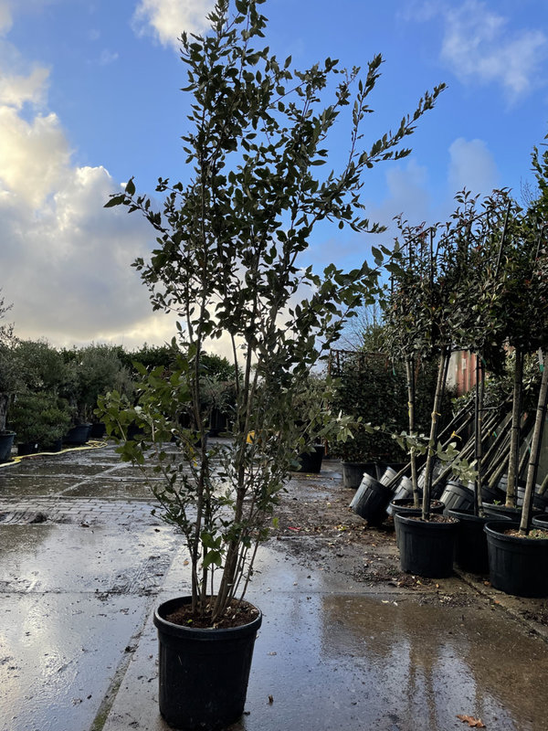 Steeneik Meerstammig Wilde Vorm