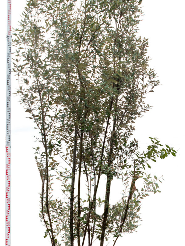 Steeneik Meerstammig Wilde Vorm