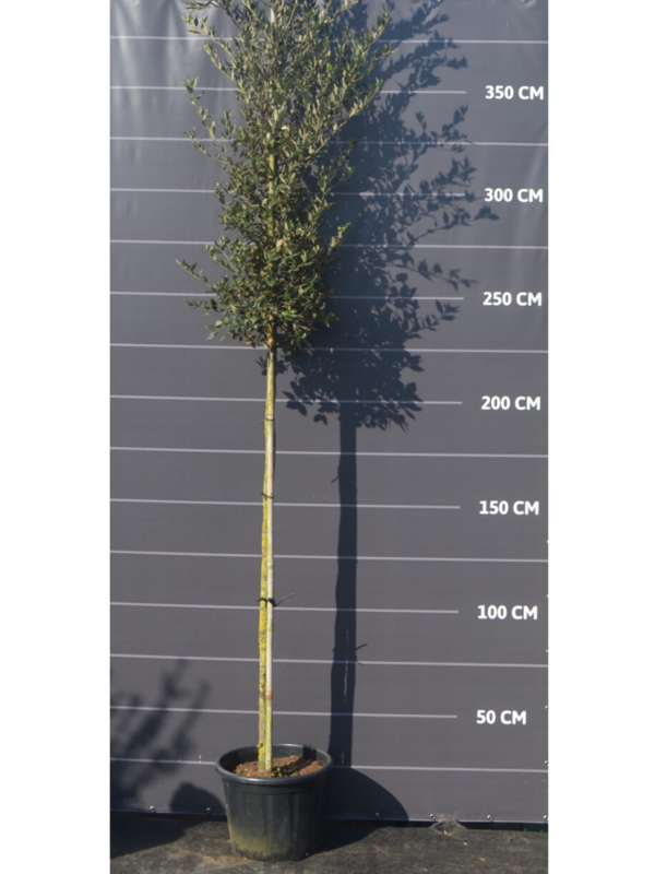 Steeneik Wilde Vorm | Stamhoogte 200 cm