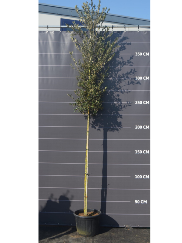 Steeneik Cilindervorm | Hoogte 200 cm