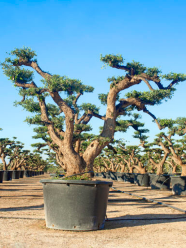 Oude olijfboom Pom Pom oude bast wijd vertakt