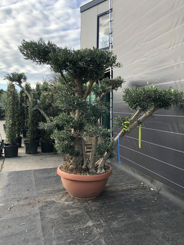 Oude olijfboom Pom Pom oude bast wijd vertakt