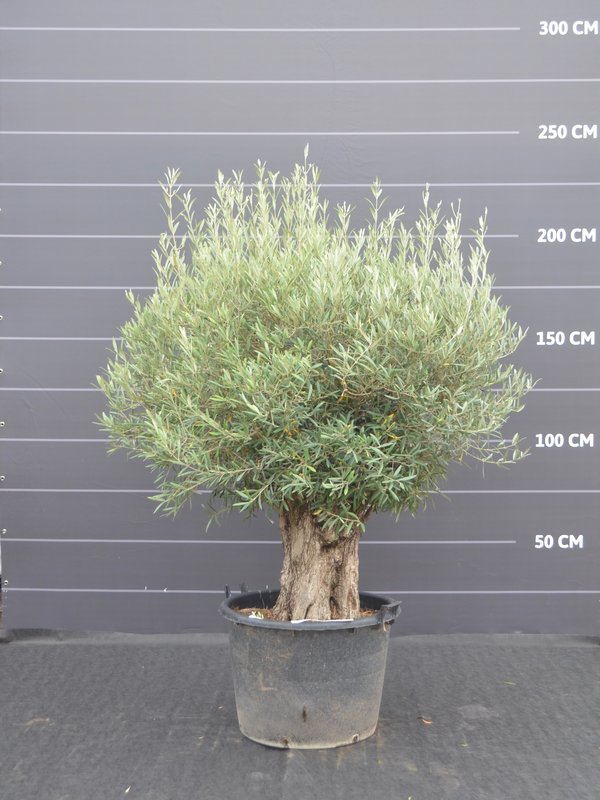 Oude olijfboom met dikke bast