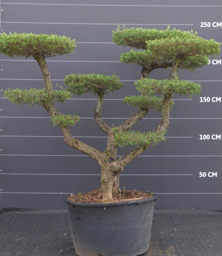 Olijfboom, Pom Pon wijd vertakt medium | Olea europaea