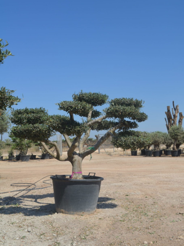 Olijfboom Pom Pom oude grillige stam