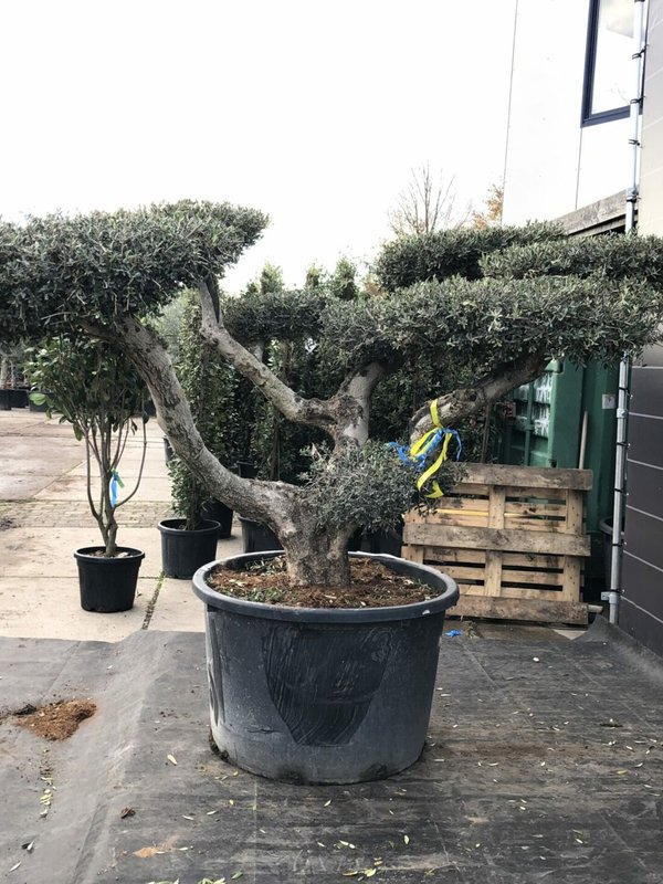 Olijfboom Pom Pom oude grillige stam