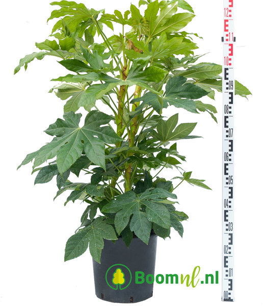 Vingerplant | Fatsia japonica