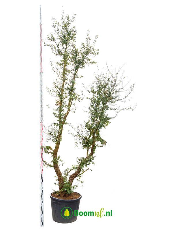 Kurkeik in pot | Hoogte 200 cm