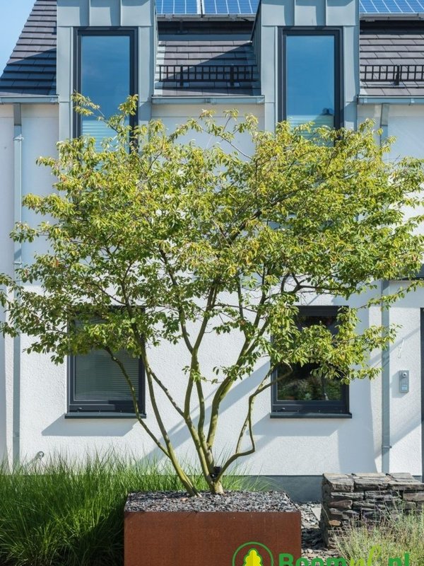 Adezz Cortenstaal | Carrez | 100x100x60 cm