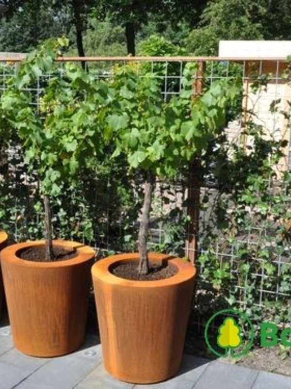 Adezz Cortenstaal | Conic | 80x80 cm