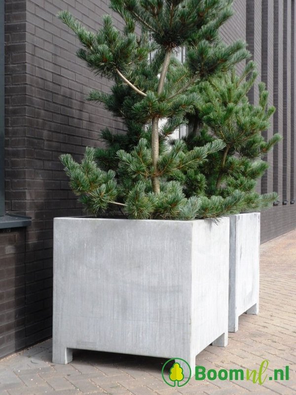 Adezz Vadim | Verzinkt Staal | 120x120x80 cm