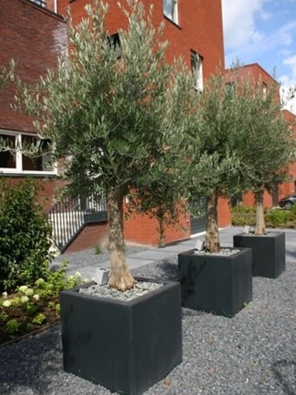 Adezz Carrez | Polyester | 40x40x40 cm