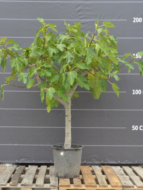 Vijgenboom (Ficus Carica) mooi vertakt
