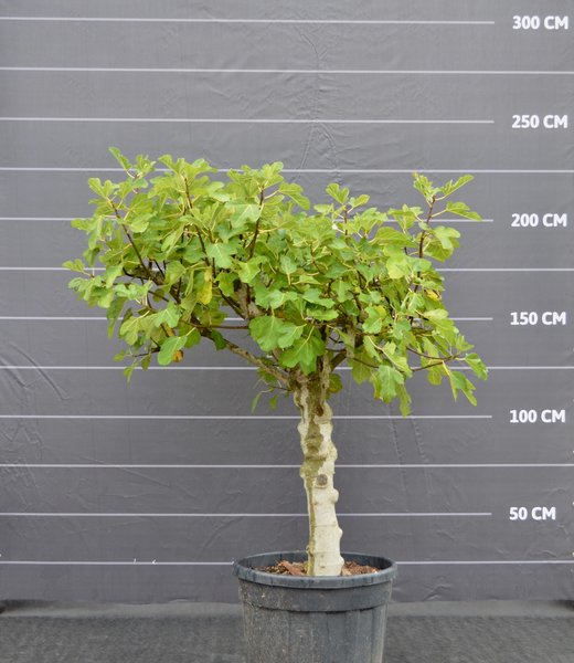 Vijgenboom, medium | Ficus carica