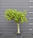 Vijgenboom, medium | Ficus carica