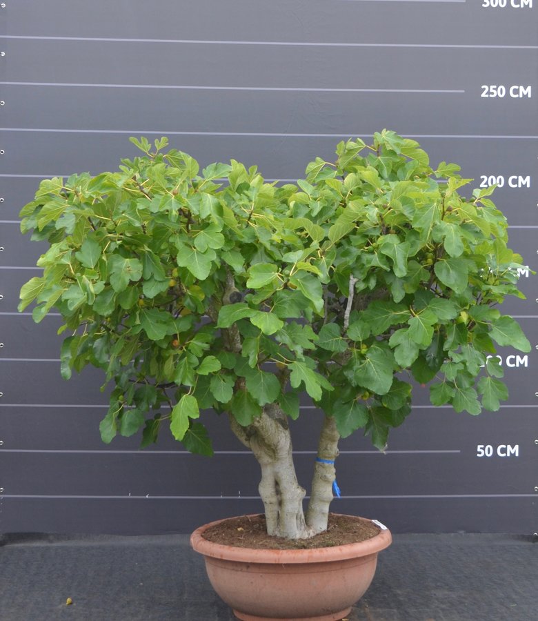 Vijgenboom in pot Prachtige Vijgenbomen BoomNL