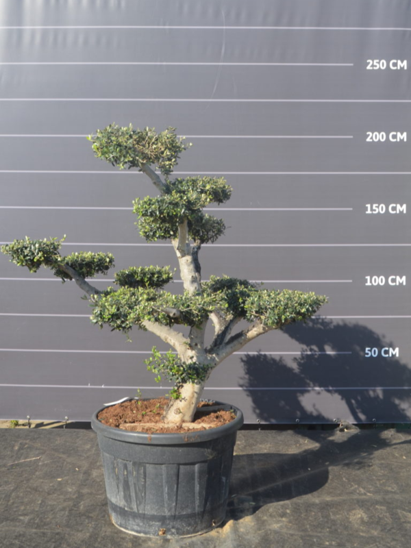 Grote Olijfboom Pom Pom in pot