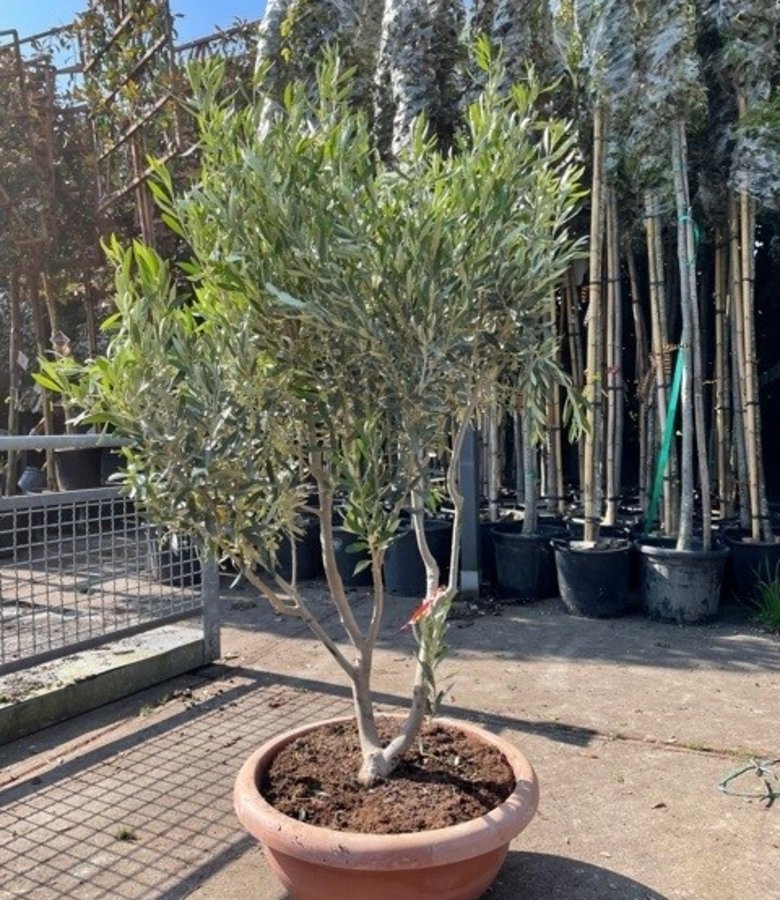 Olijfboom, meerstammig | Olea europaea