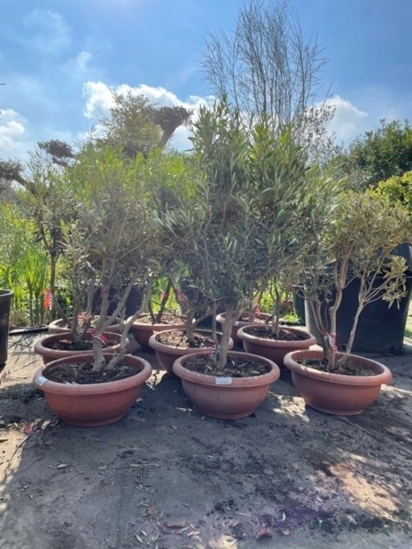 Olijfboom meerstammig -  geknipt in pot