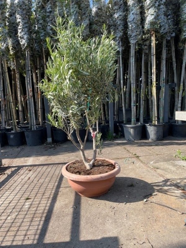 Olijfboom meerstammig -  geknipt in pot