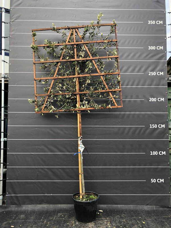 Steeneik scherm 120x150cm | 200cm hoge stam