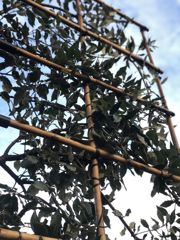 Steeneik scherm 120x150cm | 200cm hoge stam