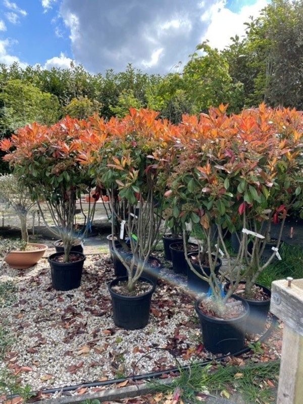 Red Robin meerstammig | Hoogte 160cm