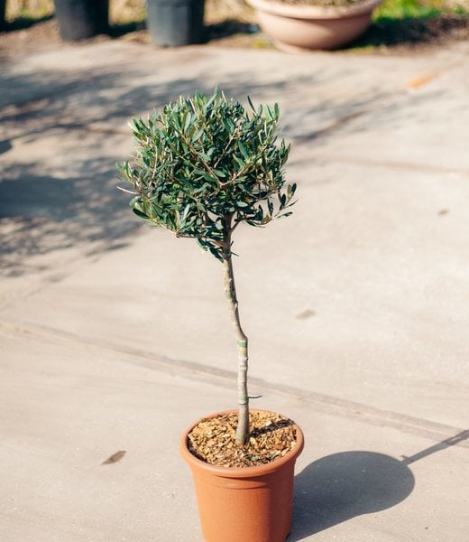 Olijfboom, klein op stam | Olea europaea