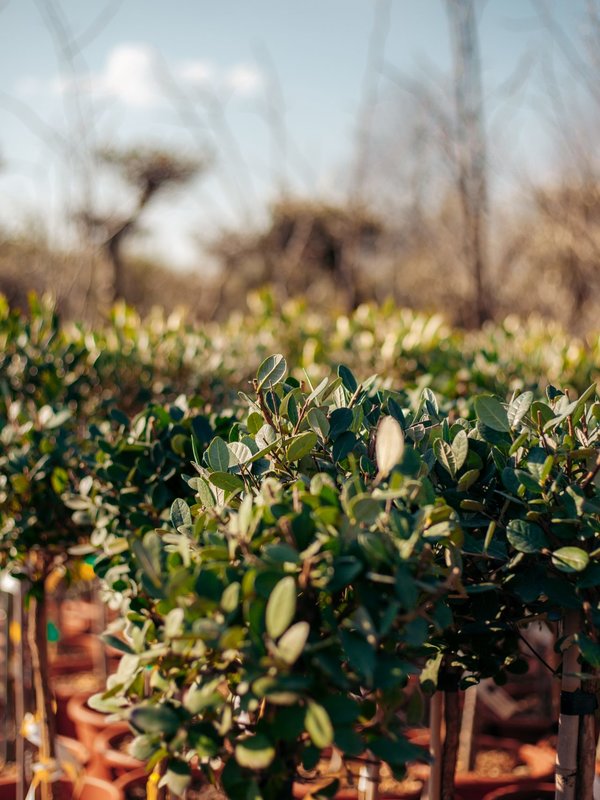 Ananasguave  -  Acca sellowiana