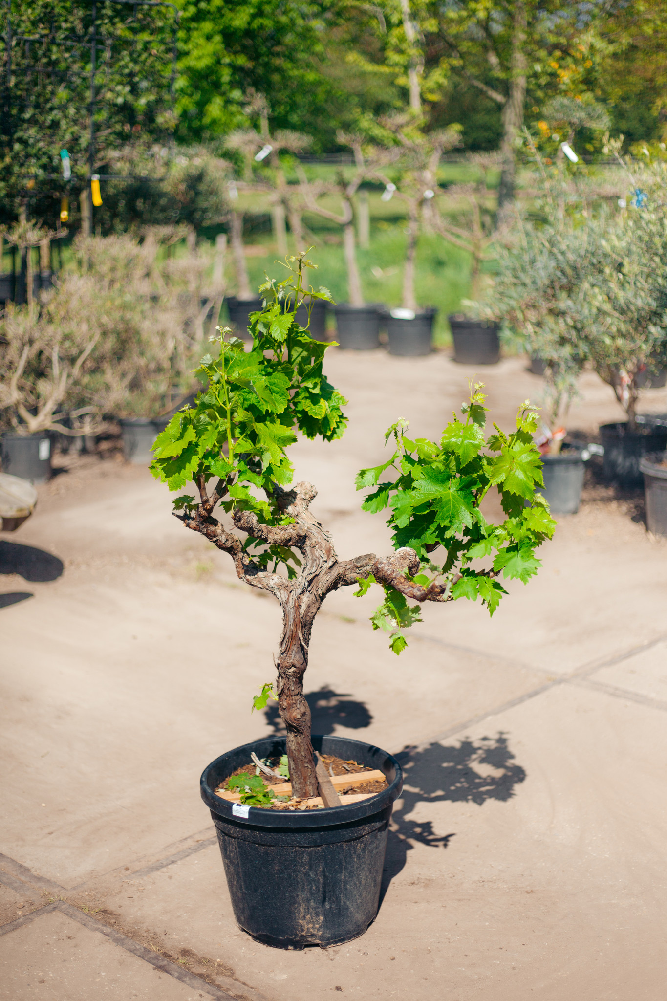 Druif op stam (Vitis vinifera) Bestel je bij BoomNL! BoomNL