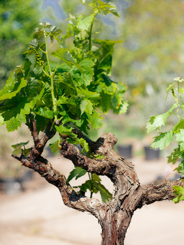 Druif op stam (Vitis vinifera) Bestel je bij BoomNL! BoomNL