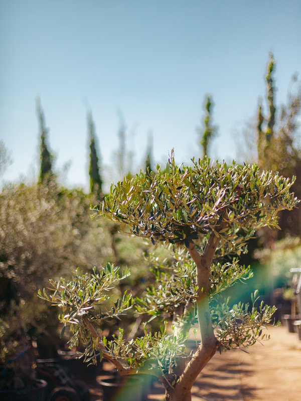 Olijfboom Pom Pom jonge bast
