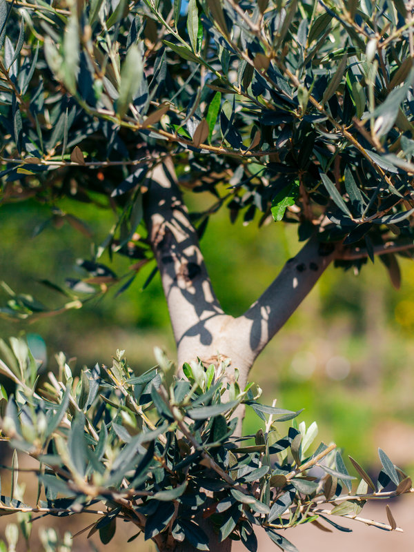 Olijfboom Pom Pom jonge bast