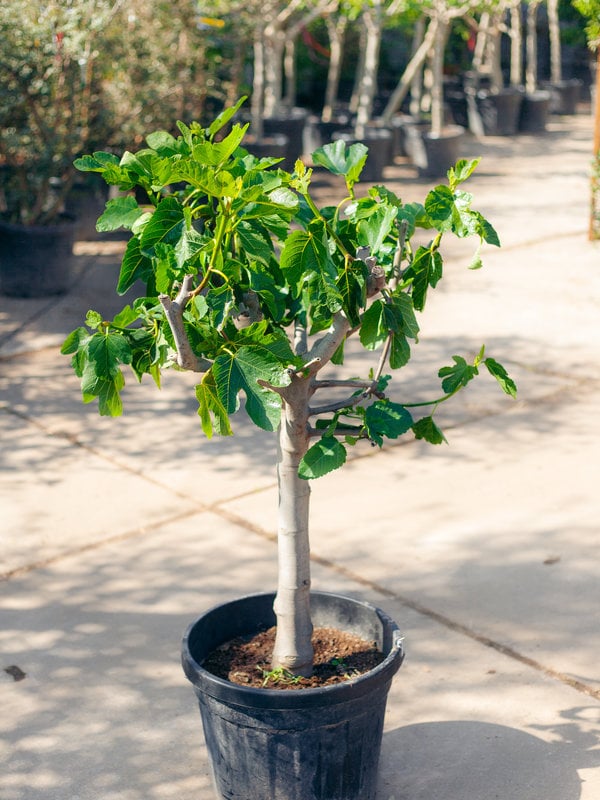 Vijgenboom (Ficus carica) laag vertakt