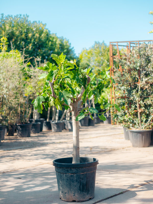 Vijgenboom (Ficus carica) laag vertakt