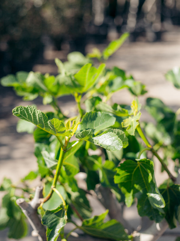 Vijgenboom (Ficus carica) laag vertakt