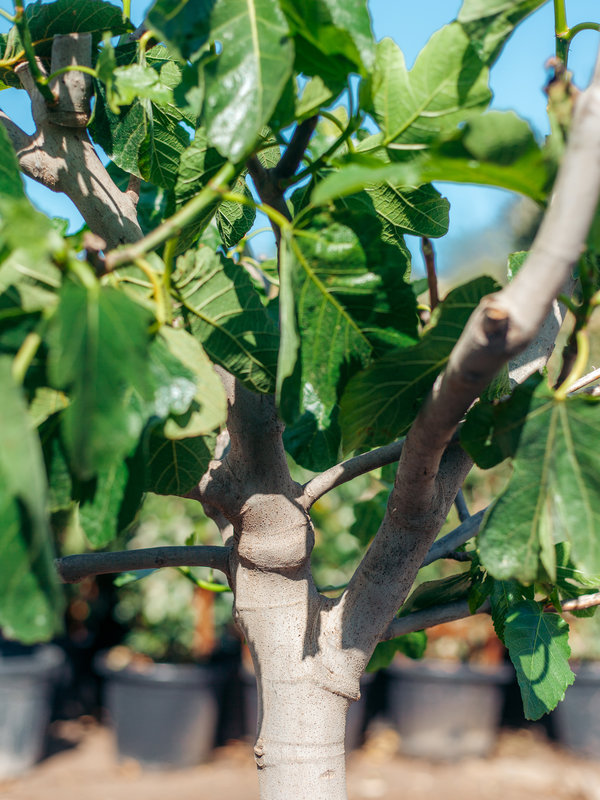 Vijgenboom (Ficus carica) laag vertakt