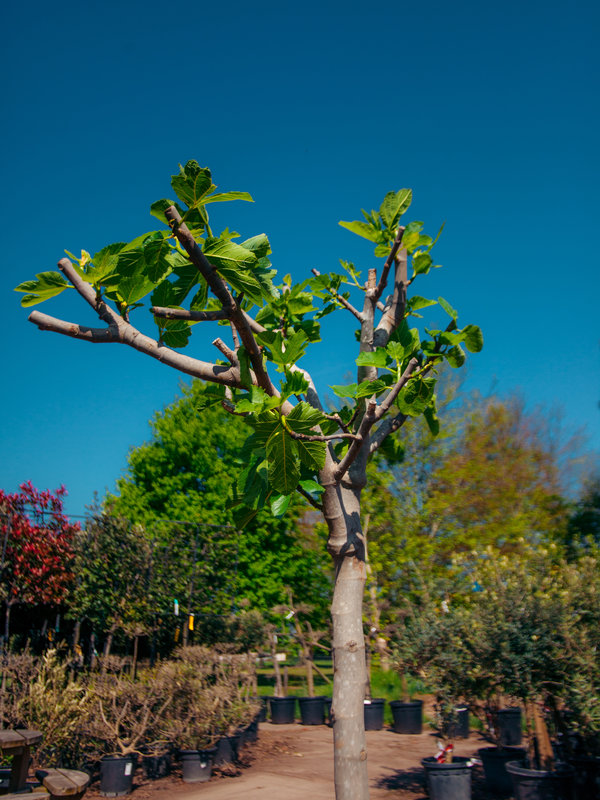 Vijgenboom (Ficus carica) hoog vertakt