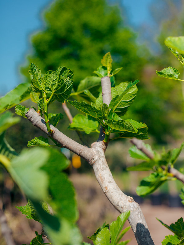 Vijgenboom (Ficus carica) hoog vertakt
