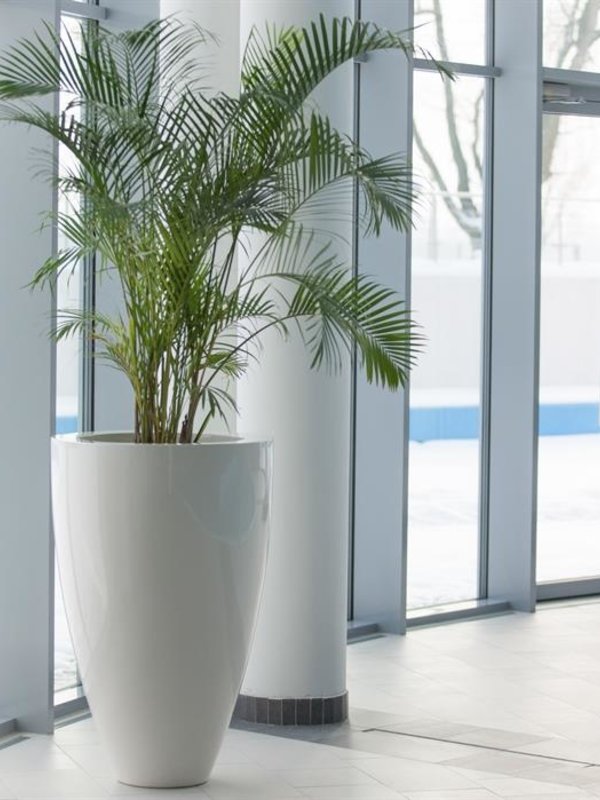 Adezz Canna | Hoogglans Polyester | 72x112 cm