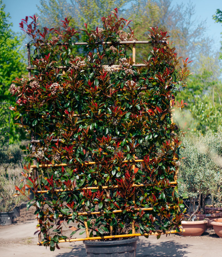 Red Robin, scherm | Photinia fraseri