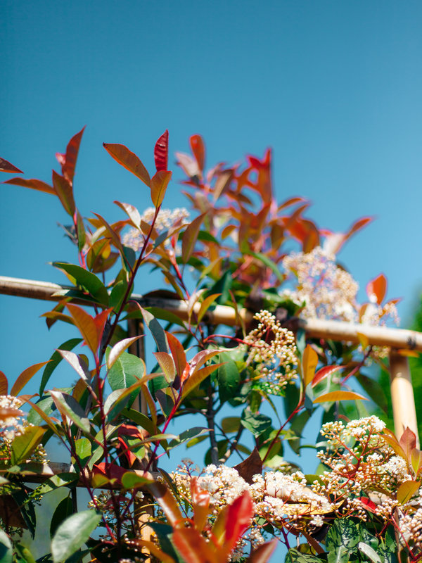 Red Robin scherm | Hoogte 200 cm