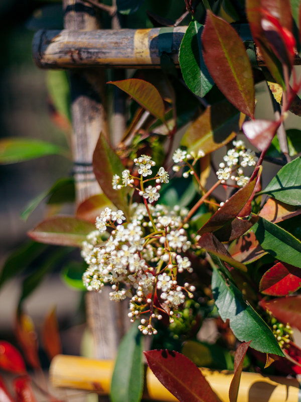 Red Robin scherm | Hoogte 200 cm