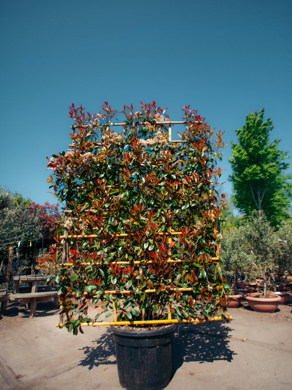 Red Robin scherm | Hoogte 200 cm