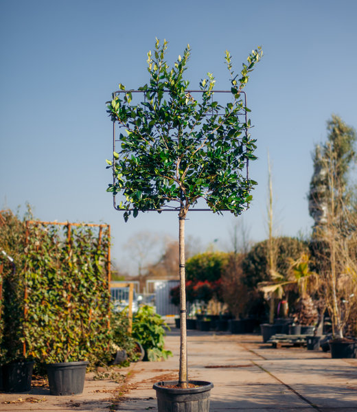 Liguster, scherm | Ligustrum