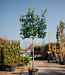 Liguster, scherm | Ligustrum