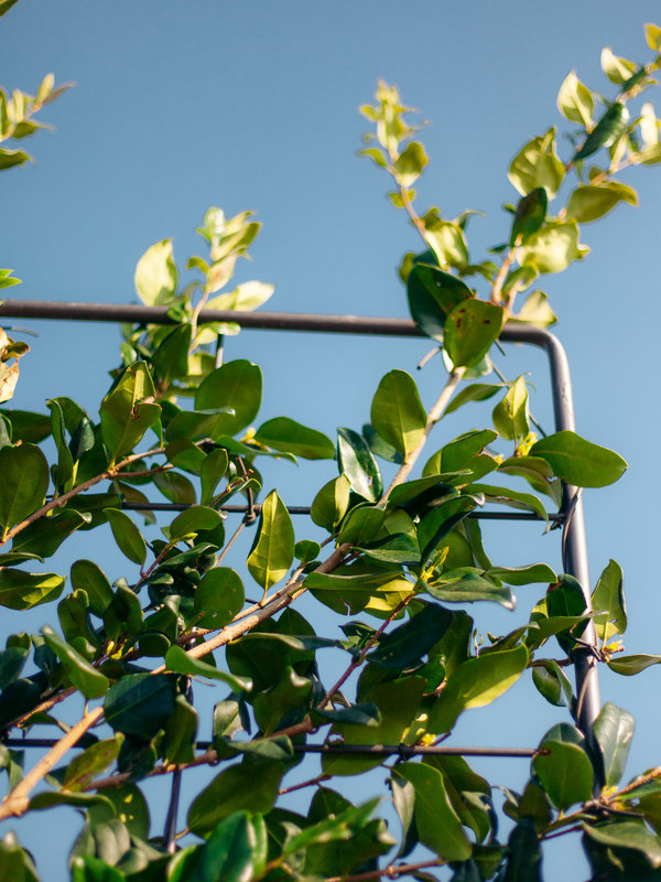 Liguster scherm | Stamhoogte 140 cm | Scherm 110x100 cm