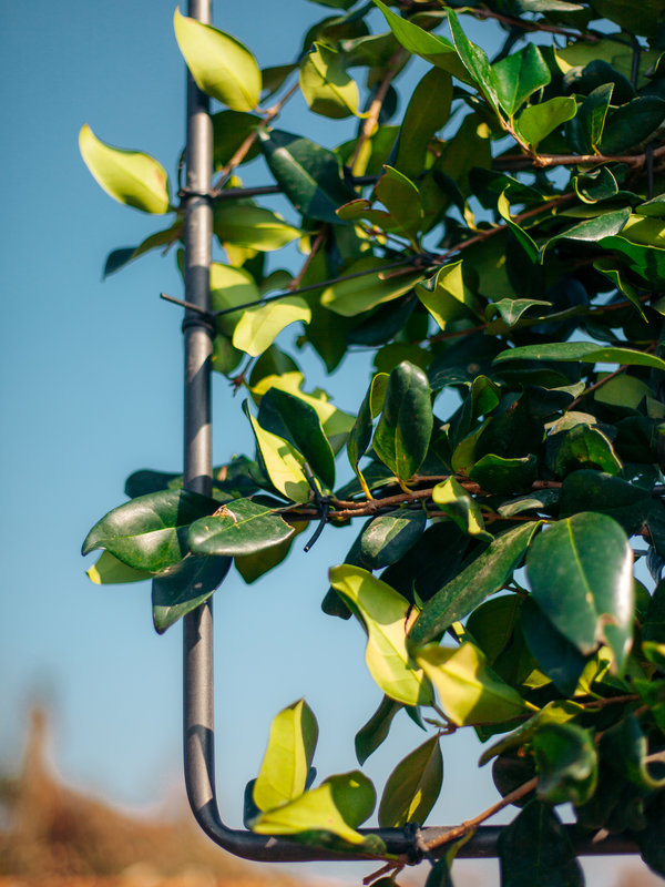 Liguster scherm | Stamhoogte 140 cm | Scherm 110x100 cm