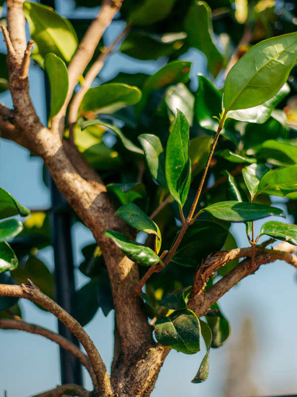 Liguster scherm | Stamhoogte 140 cm | Scherm 110x100 cm